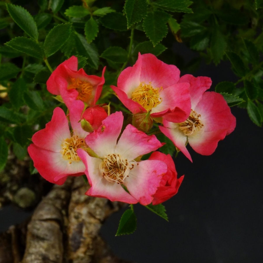 Bluete Rose